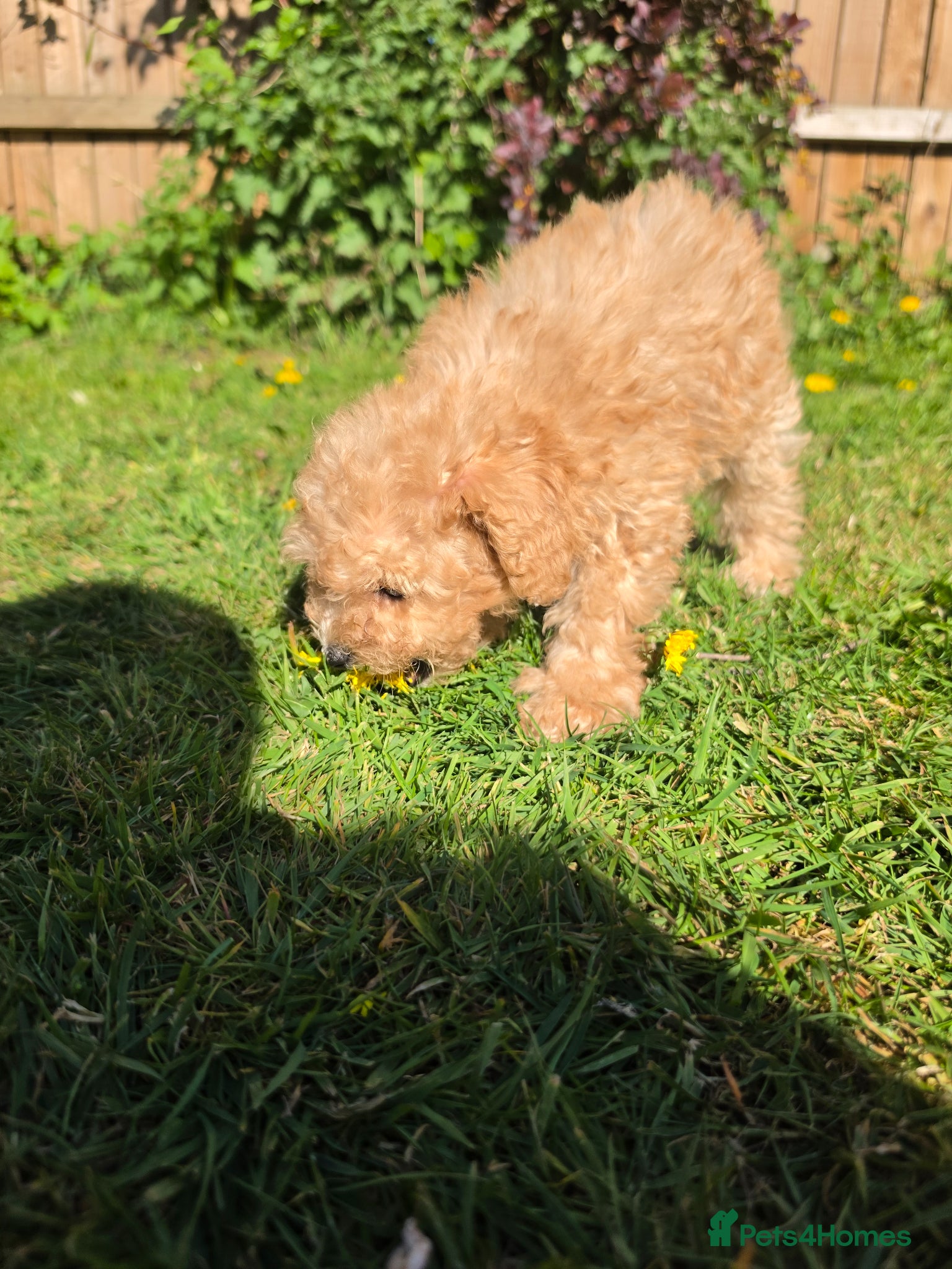 Poochon dogs for sale: Boys 850 , Girls 1050  - Advert 29