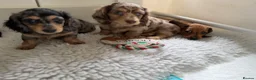 Miniature Dachshund dogs for sale: Quality miniature dachshund puppies  - Advert 4