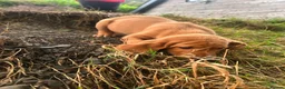 Springador dogs for sale: Happy friendly Springador puppies  - Advert 12