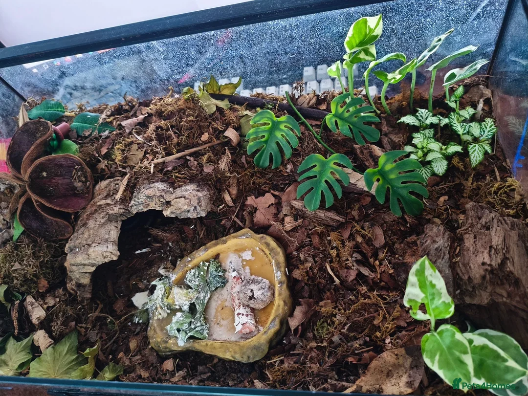 Millipedes invertebrates for sale: Giant African Milipede with Enclosure - Advert 3