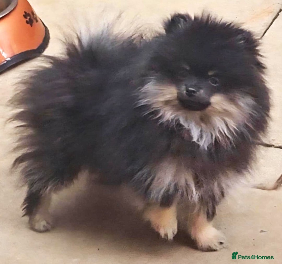 Pomeranian dogs for sale: Beautiful black and tan pomeranian puppy - Image 2