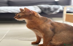 Abyssinian cats for sale: Champion Line Abyssinian Kittens - Reserve Today! - Image 14