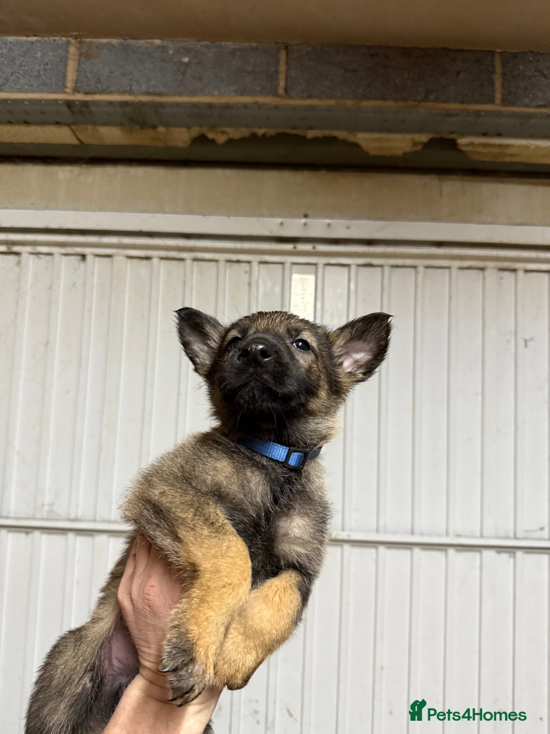 German Shepherd dogs for sale: German shepherd pups  - Advert 15
