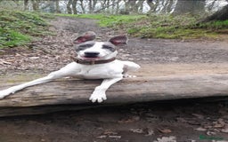 Lurcher dogs for sale: Bull Greyhound - Image 14