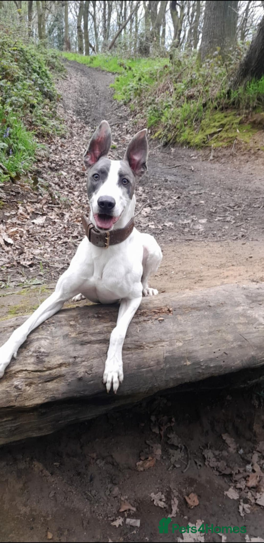 Lurcher dogs for sale: Bull Greyhound - Image 14