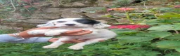 English Setter dogs for adoption: Mara's pups -4x male 4x female English Setter pups - Advert 15