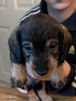 Dachshund dogs KC reg Standard Wire Haired Dachshunds - Advert 1