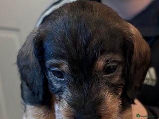 Dachshund dogs KC reg Standard Wire Haired Dachshunds - Advert 6