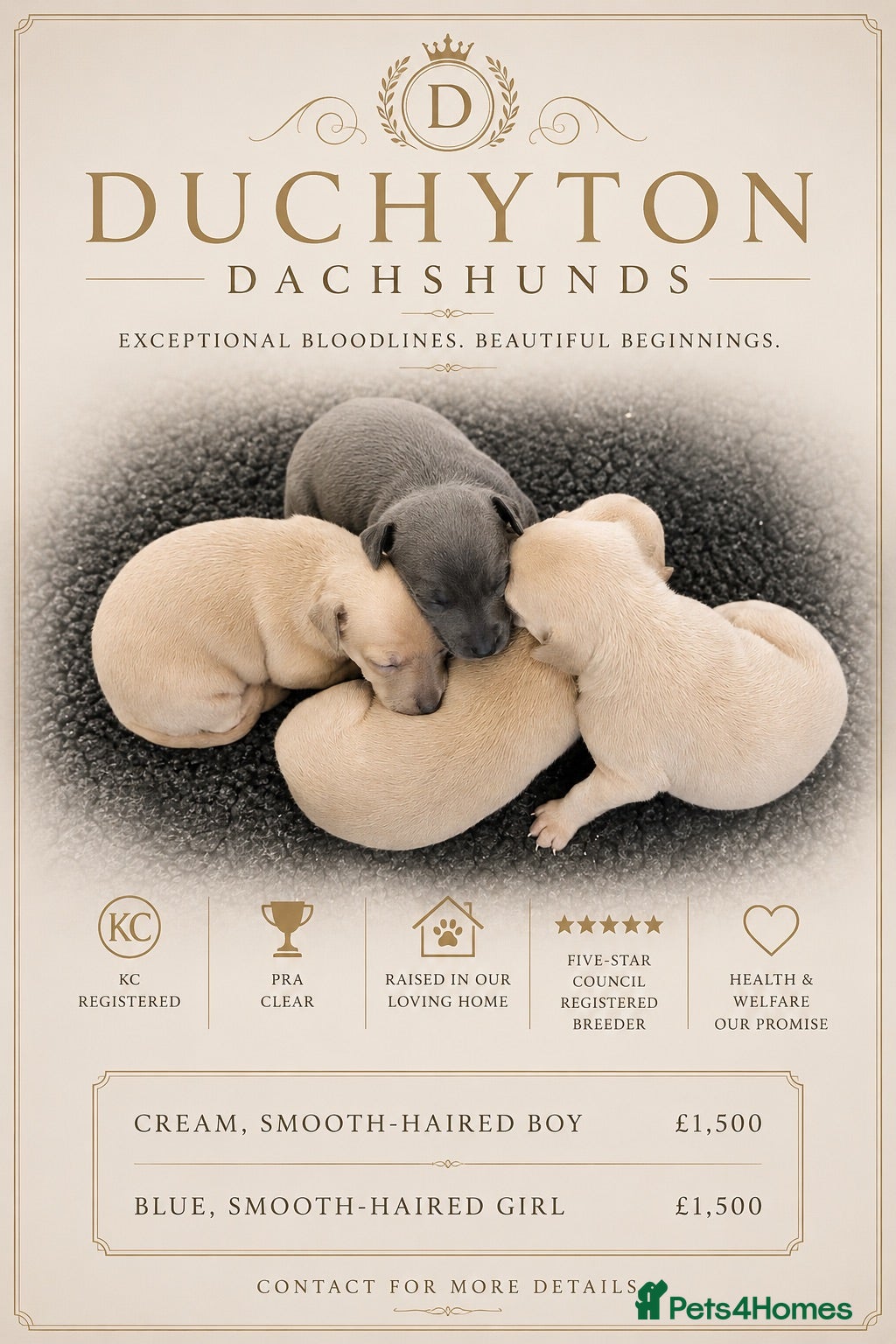 Miniature Dachshund dogs KC Cream Smooth Miniature Dachshunds - Advert 1