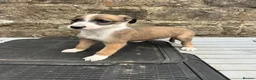 Lurcher dogs for sale: Bedlington whippet lurcher pups - Advert 2