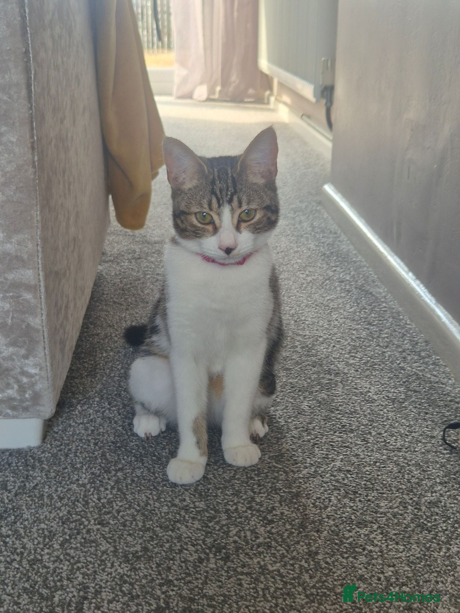Mixed Breed cats Beautiful Playful & Loving 4Month Old Kitten Lyla - Advert 12