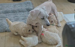 Maltese dogs for sale: Adorable maltese 3boys and 3 girls - Image 9