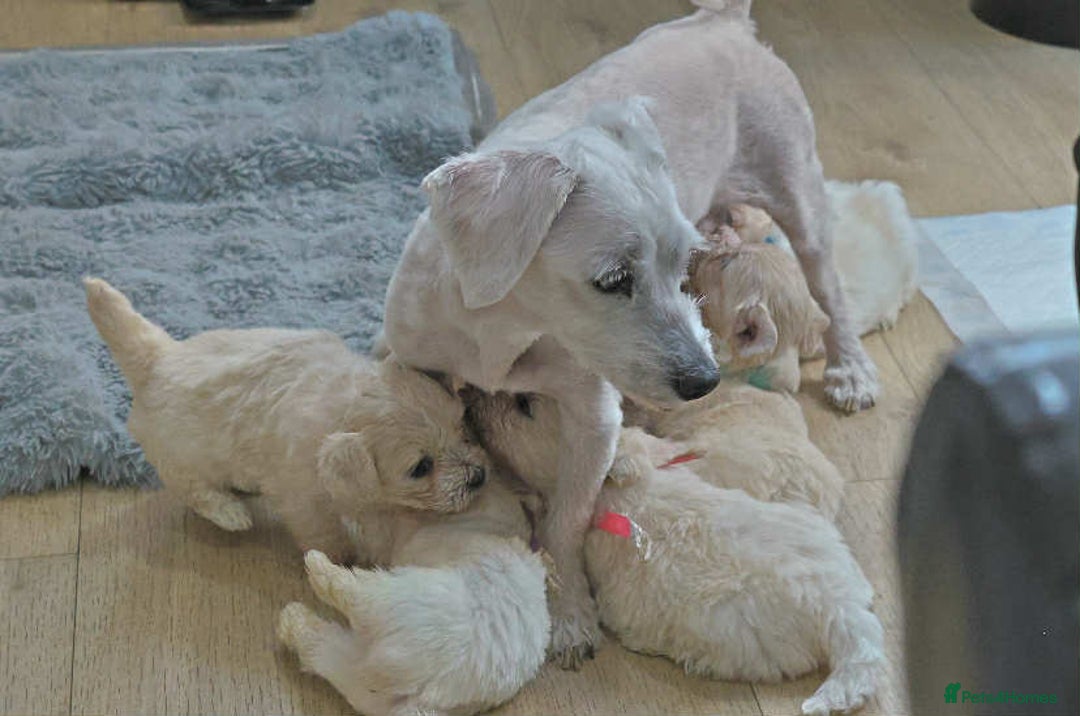 Maltese dogs for sale: Adorable maltese 3boys and 3 girls - Image 9