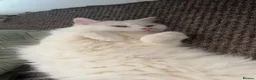 Turkish Angora cats for sale: 3years old female turkish angora - Advert 4