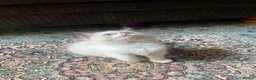 Ragdoll cats for sale: Beautiful baby girl ragdoll  - Advert 13