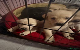 Labrador Retriever dogs for sale: 2 girls 5 boys both vaccinations paid for! - Advert 3