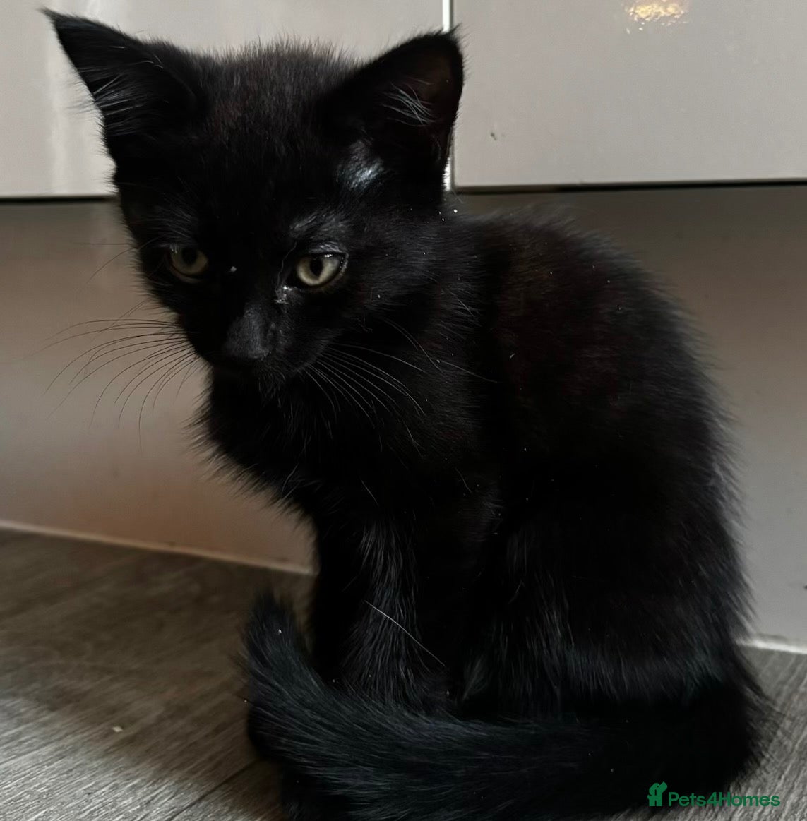 Mixed Breed cats Gorgeous Russian blue, Maine coon x Dlh - Advert 1