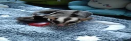 Sugar Glider rodents for sale: Stunning sugar gliders  - Advert 31