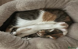 American Shorthair cats for sale: Female Kitten ready to go, need gone ASAP:-( - Image 6