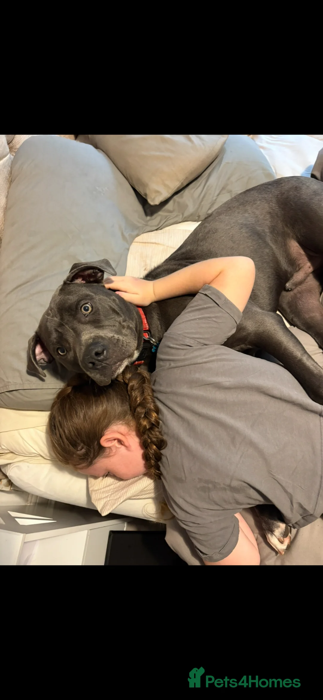 Mixed Breed dogs for sale: Lenny - Advert 3