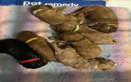 Cavapoo dogs for sale: Cavapoo puppies fully health tested parents - Image 9