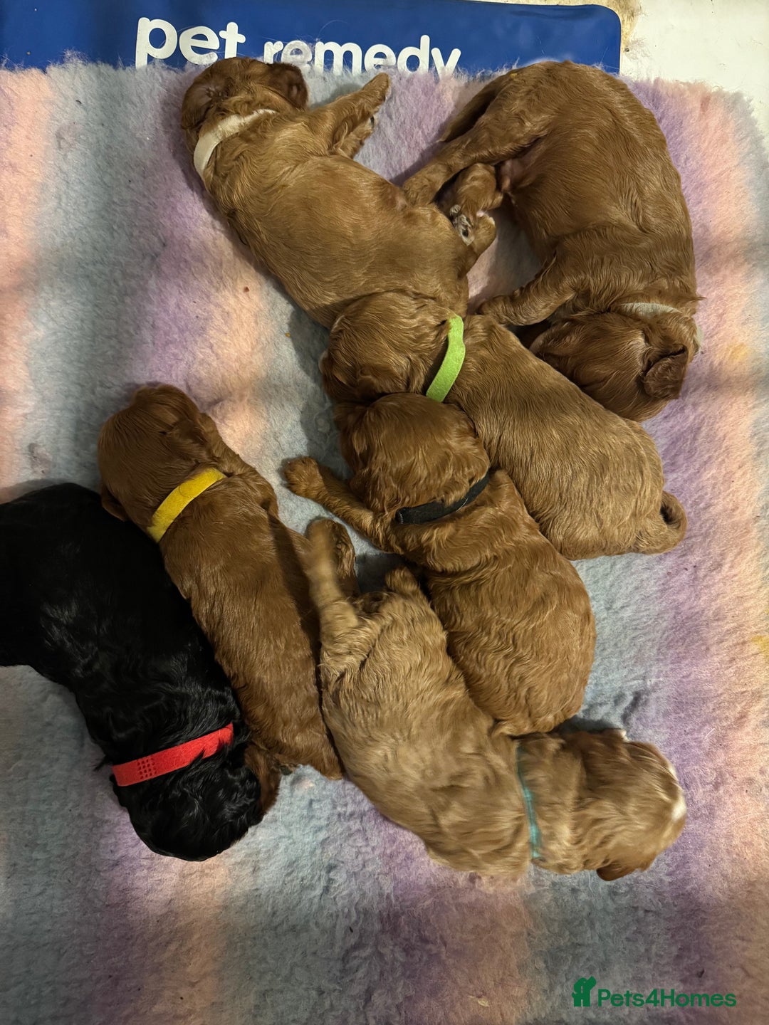 Cavapoo dogs for sale: Cavapoo puppies fully health tested parents - Image 9