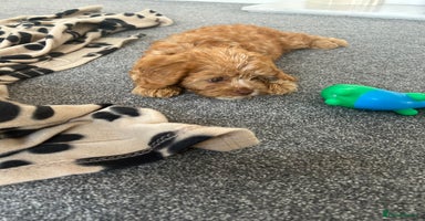 Cavapoo dogs - Advert 1