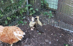 Ducks poultry for sale: Ducklings - Image 1