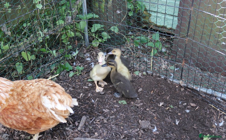 Ducks poultry - Advert 1