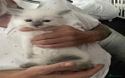 Ragdoll cats for sale: Ragdoll kittens  - Image 6