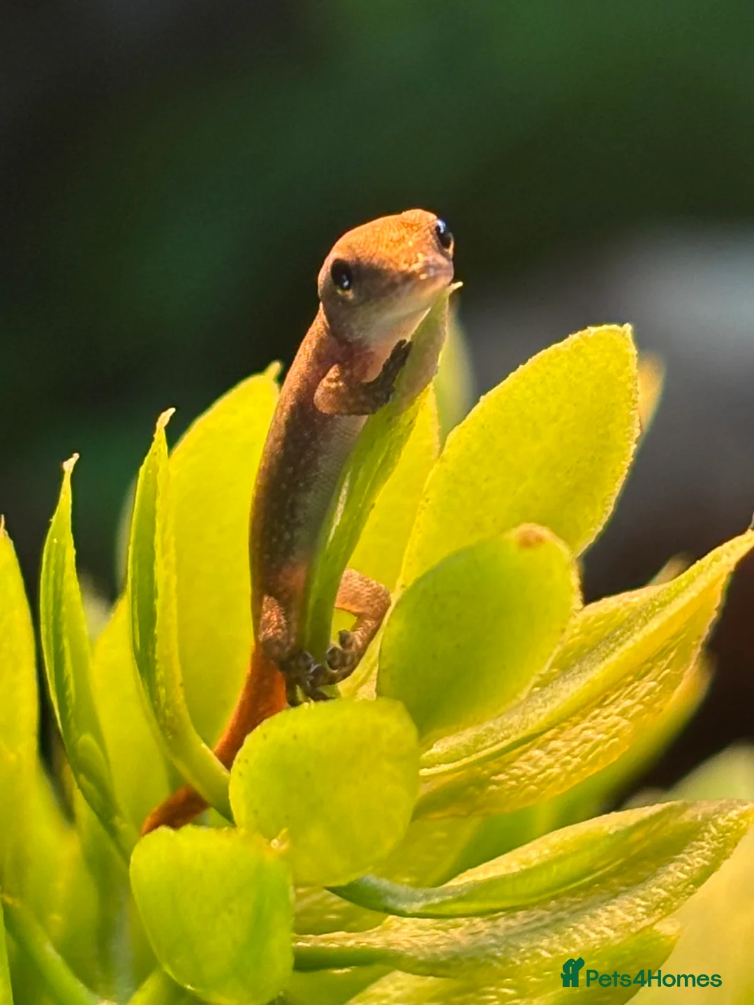 Gecko reptiles for sale: Baby Cameroon dwarf geckos!  - Advert 1
