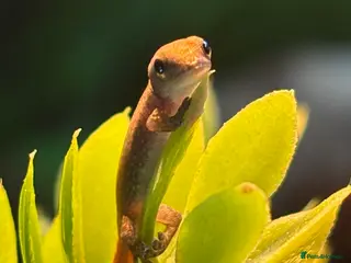 Gecko reptiles Baby Cameroon dwarf geckos! - Advert 3