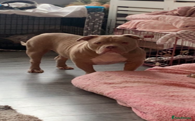 American Bully dogs - Advert 5