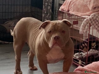 American Bully dogs - Advert 7