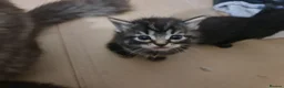 Mixed Breed cats for sale: 2 brother kittens for sale - Advert 13