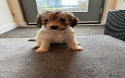 Cockapoo dogs for sale: 🐶✨ Adorable Cockapoos! ✨🐶 - Image 6
