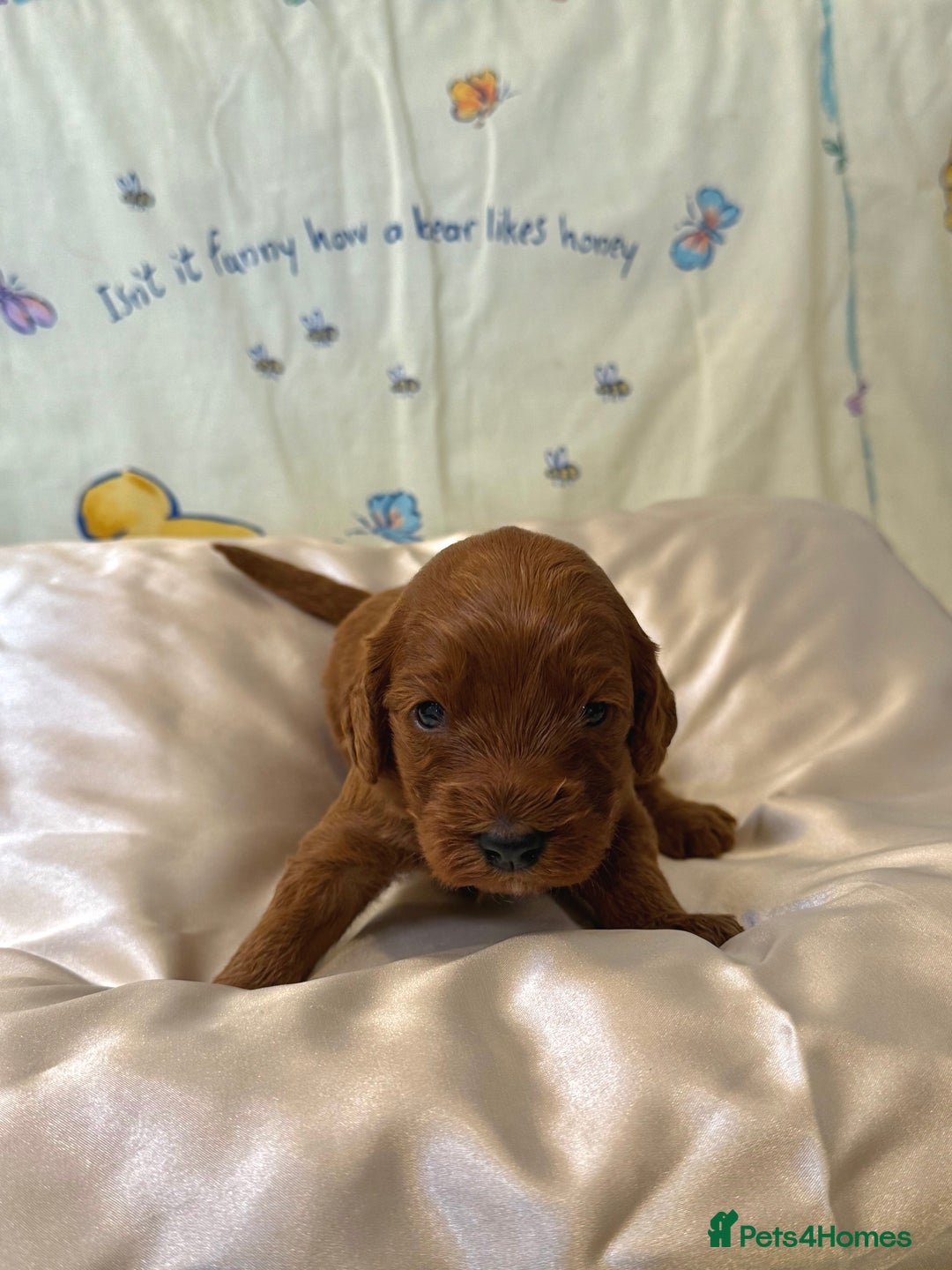 Cavapoo dogs for sale: 6 Cute Cavapoo puppies 6 - ready for homes in feb  - Advert 10