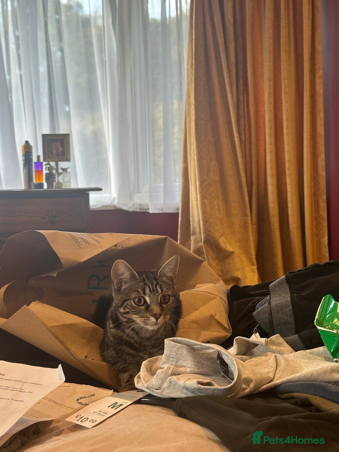 Mixed Breed cats for sale: Kitten for re homing  - Advert 4