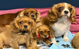 Cavalier King Charles Spaniel dogs for sale: Cavalier king Charles  Ruby's puppy's   - Image 36