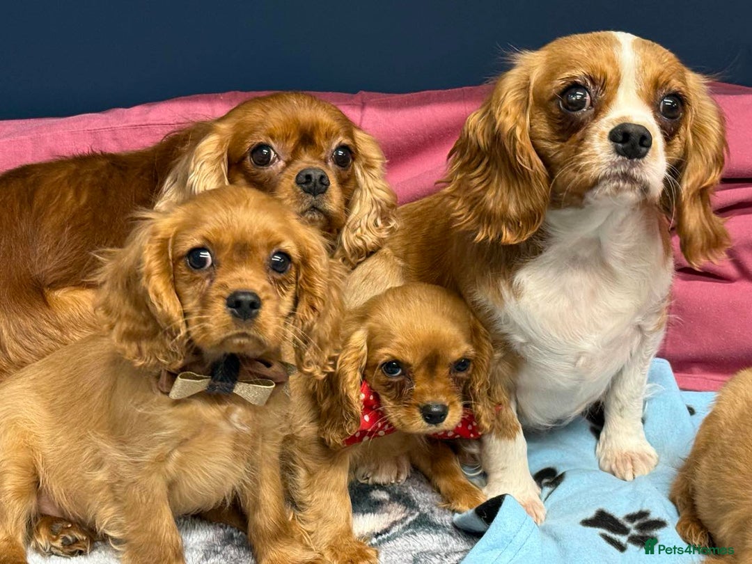 Cavalier King Charles Spaniel dogs for sale: Cavalier king Charles  Ruby's puppy's   - Image 36