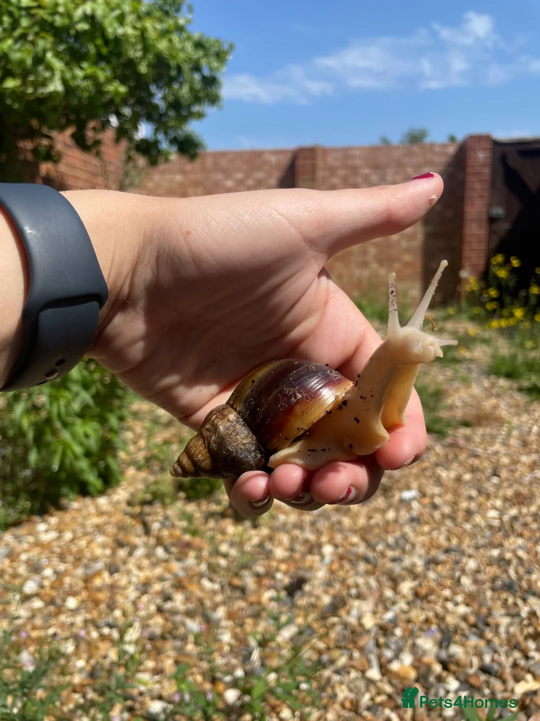 Mixed Breed reptiles for sale: Giant African land snail, and full set up in Slough - Advert 2