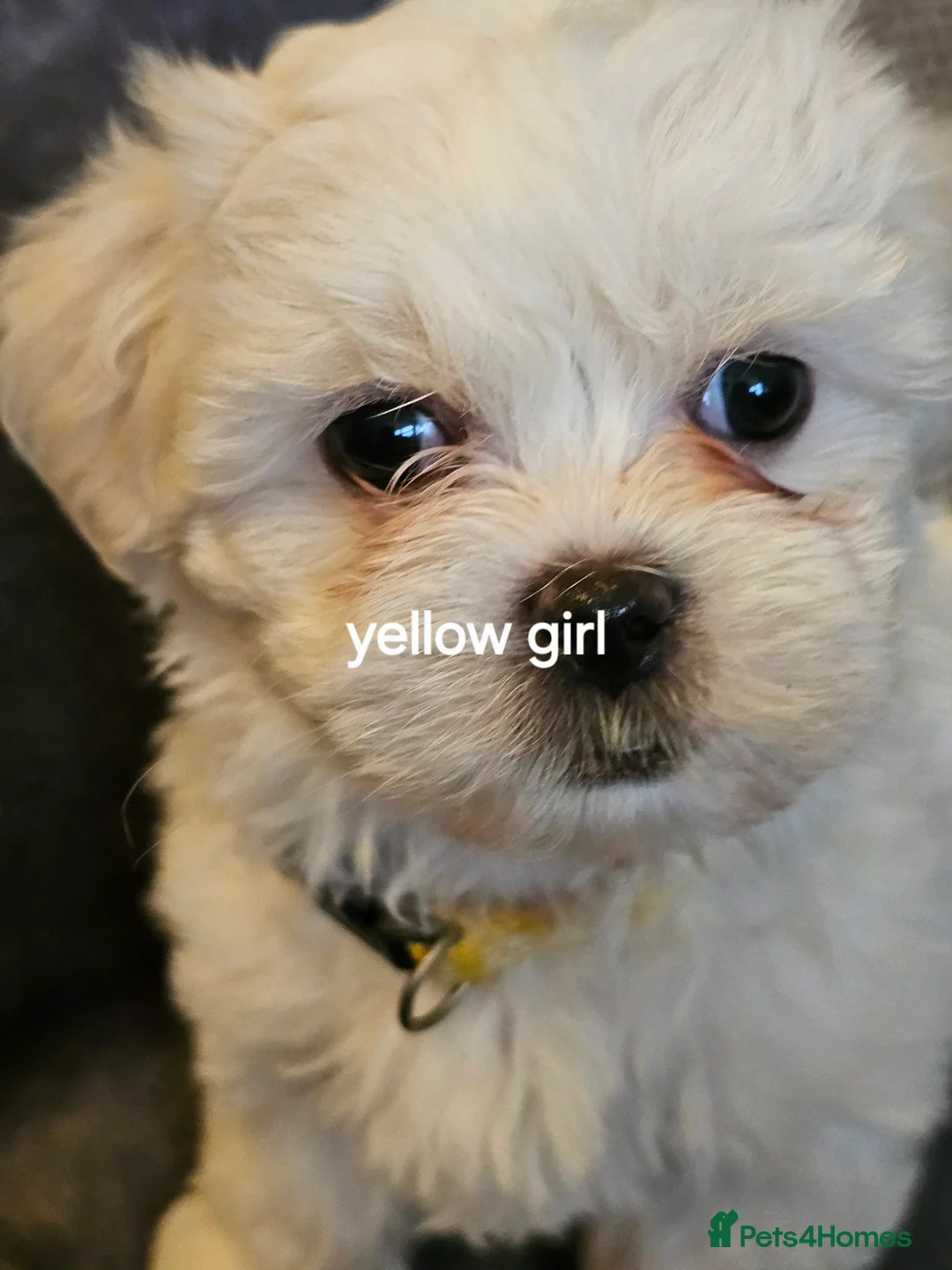 Malshi dogs for sale: GORGEOUS MALSHI PUPPIES AVAILABLE - Advert 4