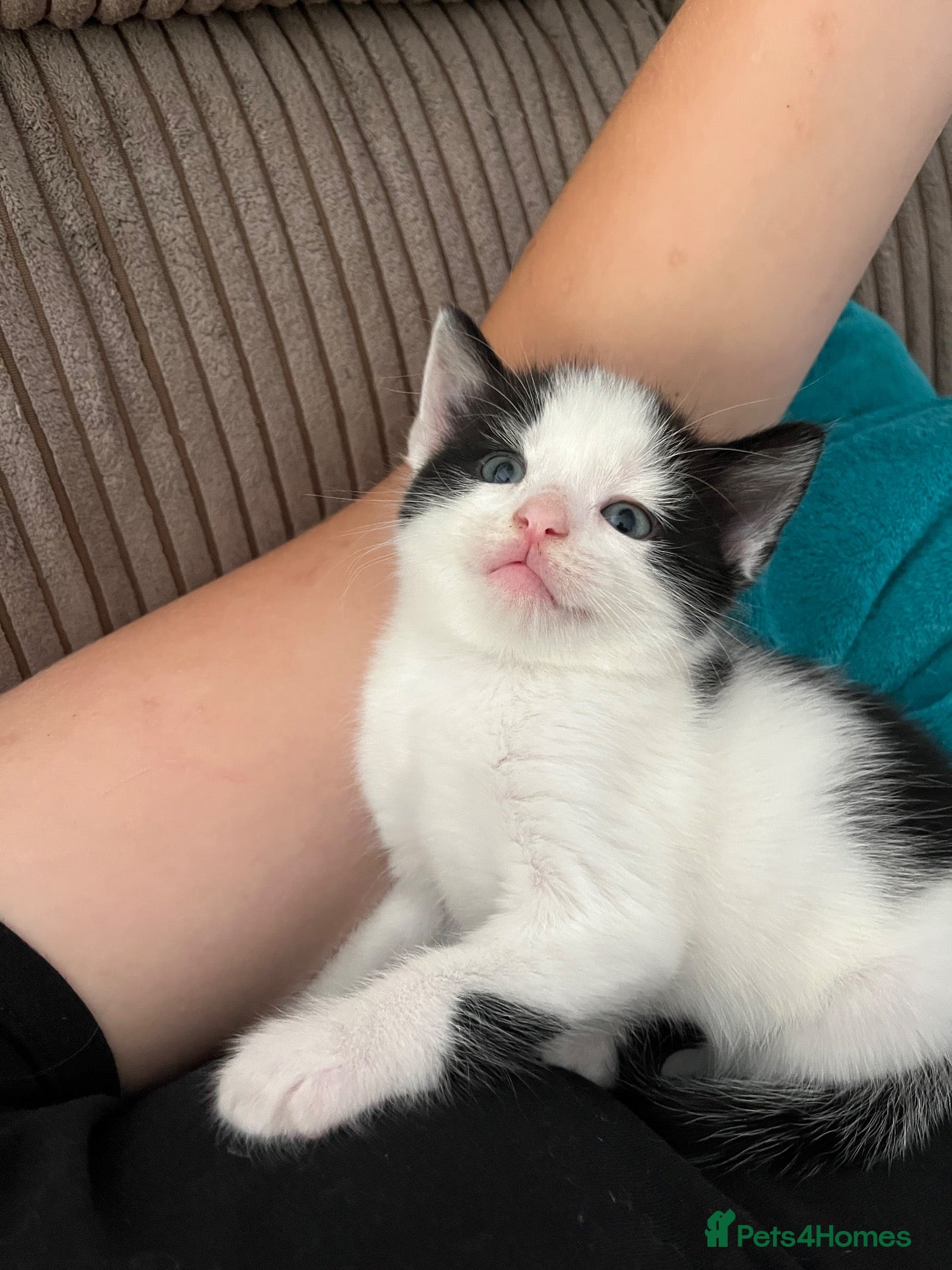 Mixed Breed cats Mix Angora kittens  - Advert 6