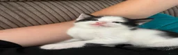 Mixed Breed cats for sale: Mix Angora kittens  - Advert 8