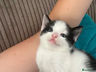 Mixed Breed cats Mix Angora kittens - Advert 6