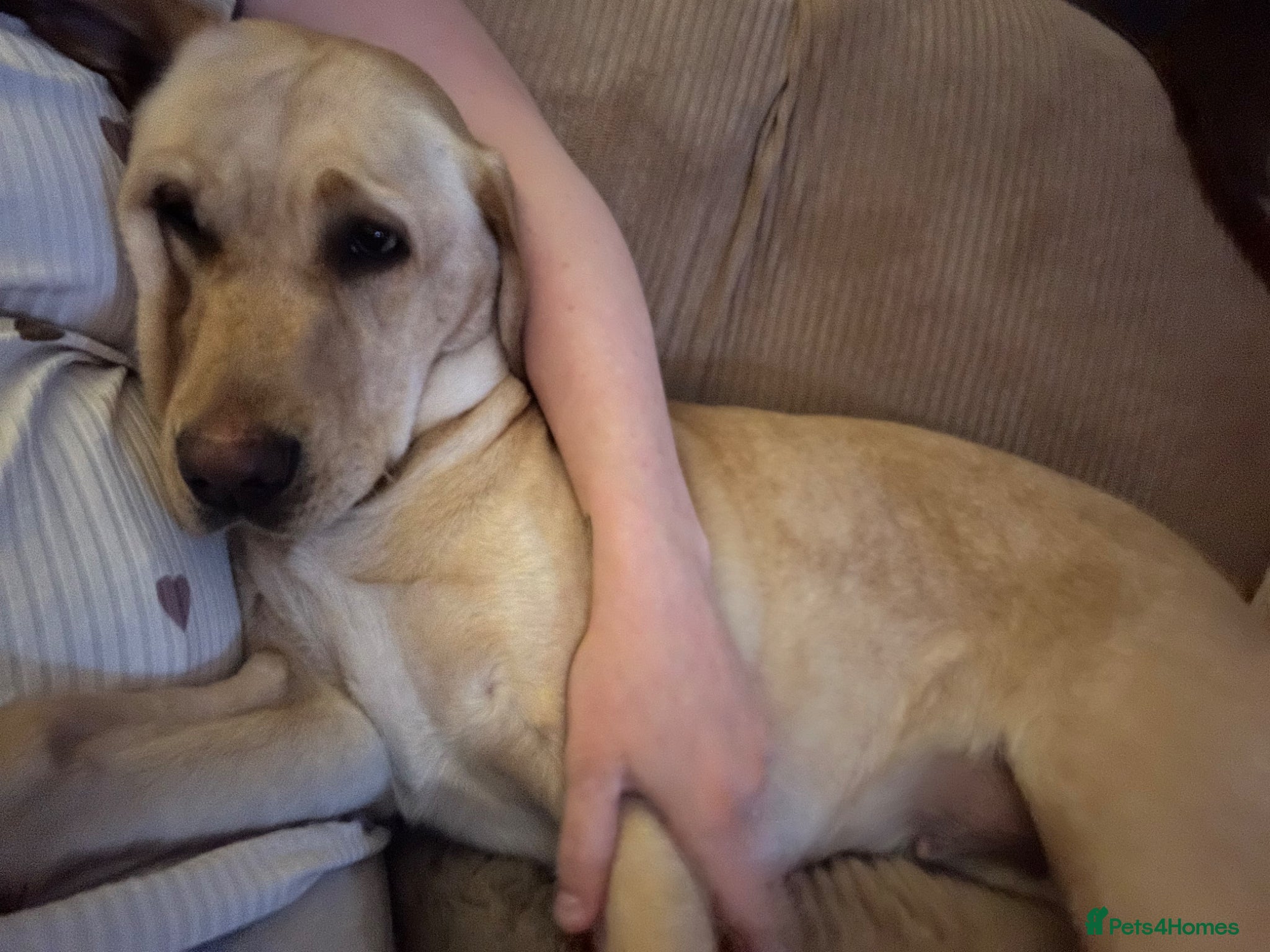 Labrador Retriever dogs Adorable Labrador Eva  - Advert 2