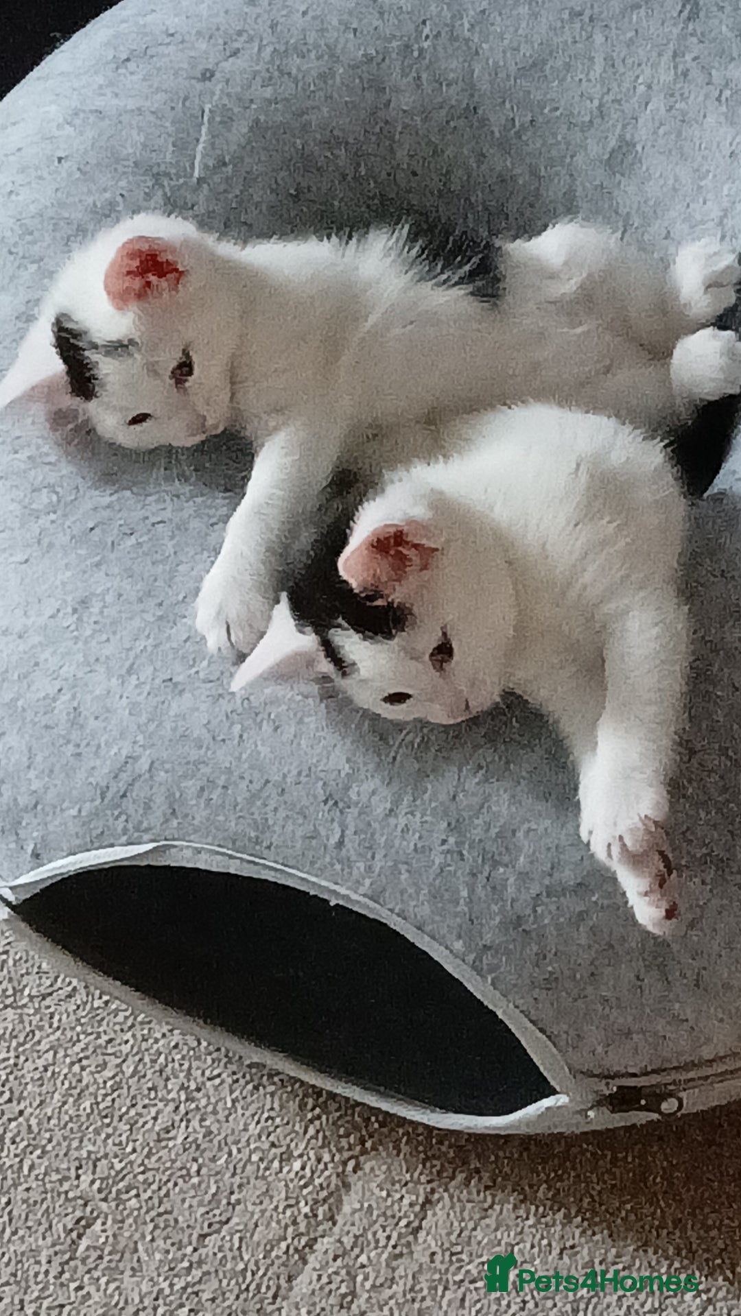 British Shorthair cats for sale: 2 kittens left. 1 girl and 1 boy left - Image 3