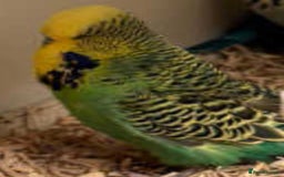 Budgerigars birds for sale: Beautiful Exhibition budgies - Image 4