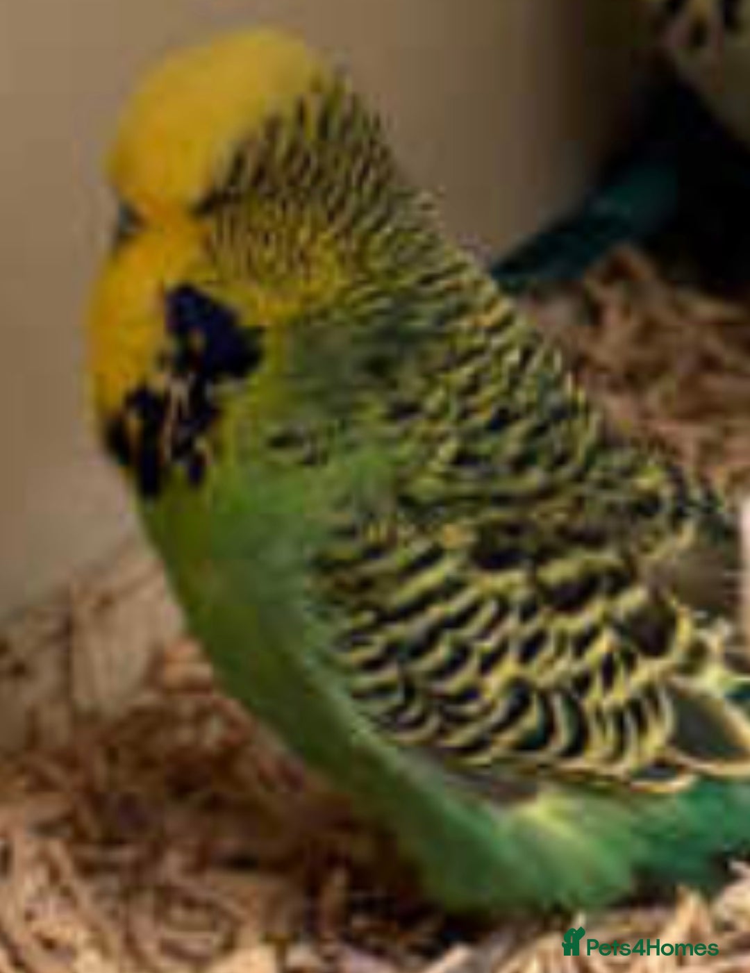 Budgerigars birds for sale: Beautiful Exhibition budgies - Image 4