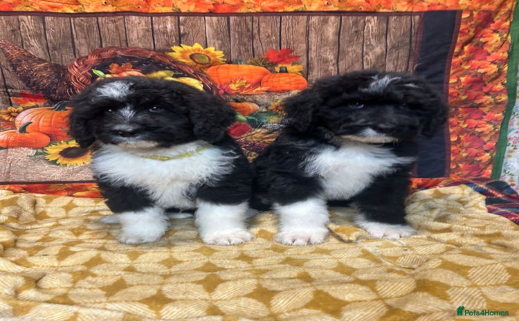 Bernedoodle dogs - Advert 1